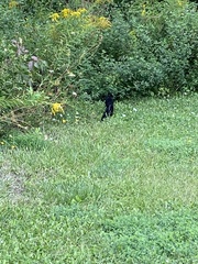 Sciurus carolinensis