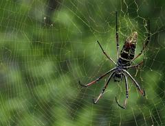 Trichonephila inaurata