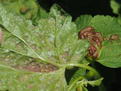 Cryptomyzus korschelti