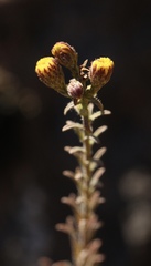 Erigeron biolettii