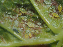 Cryptomyzus korschelti