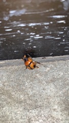 Bolbocerosoma biplagiatum