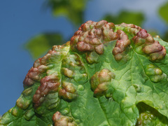 Cryptomyzus korschelti