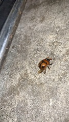 Bolbocerosoma biplagiatum