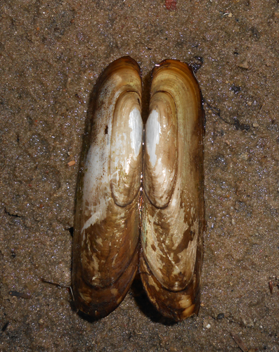 Mycetopoda siliquosa