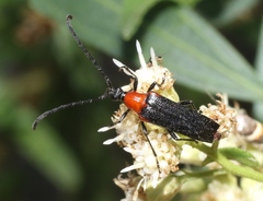Cyphonotida rostrata