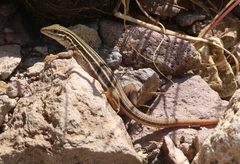 Aspidoscelis stictogrammus