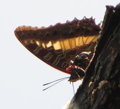 Charaxes brutus natalensis