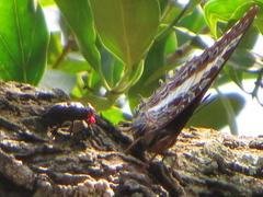 Charaxes brutus natalensis