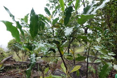 Chapelieria multiflora