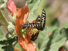 Acmaeodera solitaria