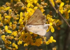 Heliocheilus paradoxus