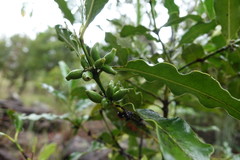 Chapelieria multiflora