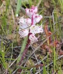 Lachenalia contaminata