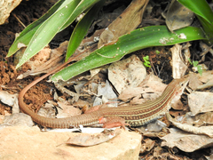 Aspidoscelis angusticeps angusticeps