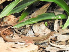 Aspidoscelis angusticeps angusticeps