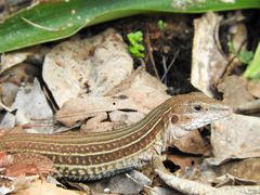 Aspidoscelis angusticeps angusticeps