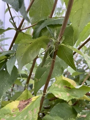 Tettigonia viridissima