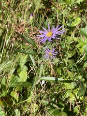 Eurybia spectabilis