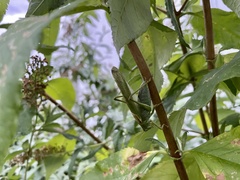 Tettigonia viridissima