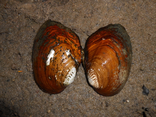 Diplodon delodontus