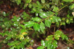 Ilex colchica