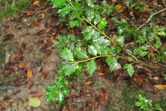 Ilex colchica