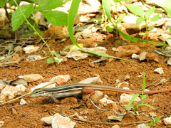 Aspidoscelis angusticeps angusticeps