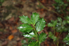 Ilex colchica