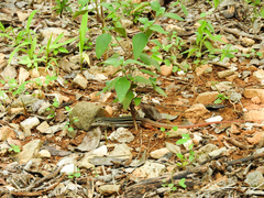 Aspidoscelis angusticeps angusticeps