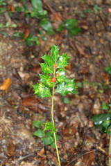 Ilex colchica