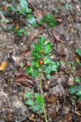 Ilex colchica