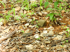 Aspidoscelis angusticeps angusticeps