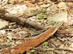 Aspidoscelis angusticeps angusticeps