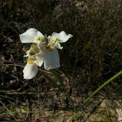 Moraea cantharophila