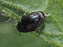 Boragogethes symphyti