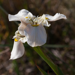 Moraea cantharophila