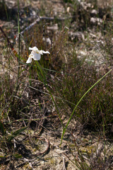 Moraea cantharophila