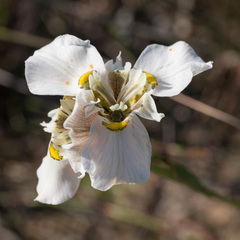 Moraea cantharophila
