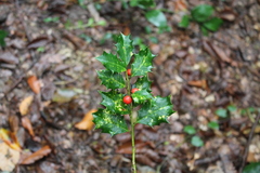 Ilex colchica