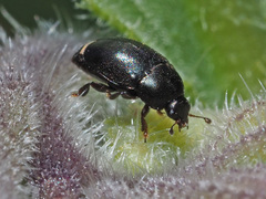 Boragogethes symphyti