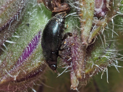 Boragogethes symphyti