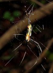 Trichonephila inaurata madagascariensis