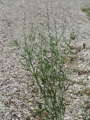 Lepidium sativum