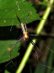 Trichonephila inaurata madagascariensis