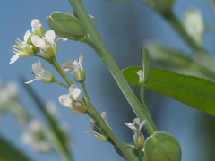 Lepidium sativum
