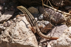 Aspidoscelis stictogrammus