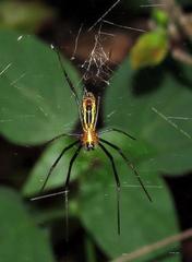 Trichonephila inaurata madagascariensis