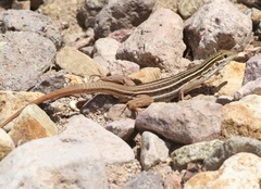 Aspidoscelis stictogrammus