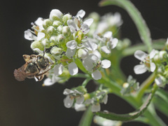 Lepidium sativum